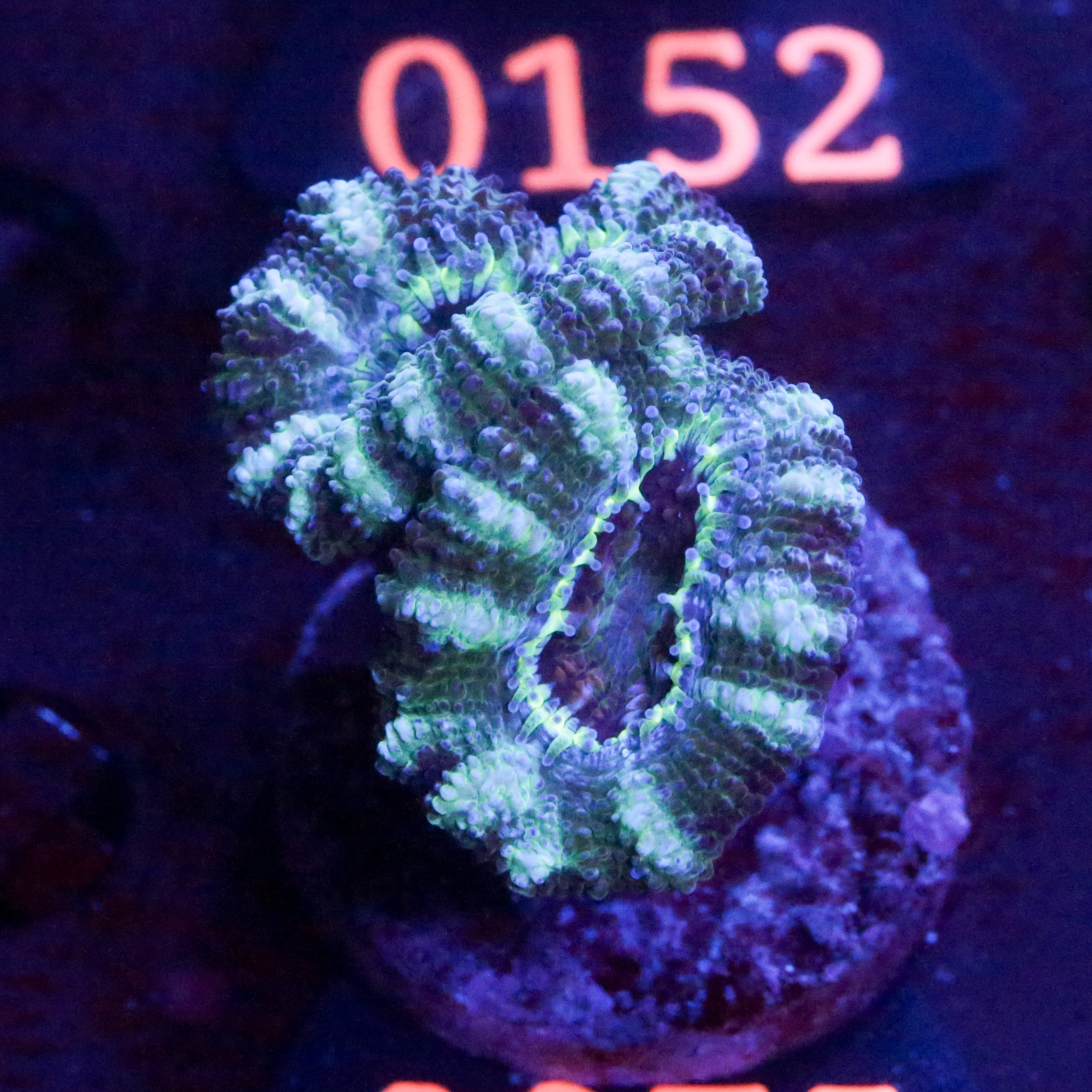 Corals4U