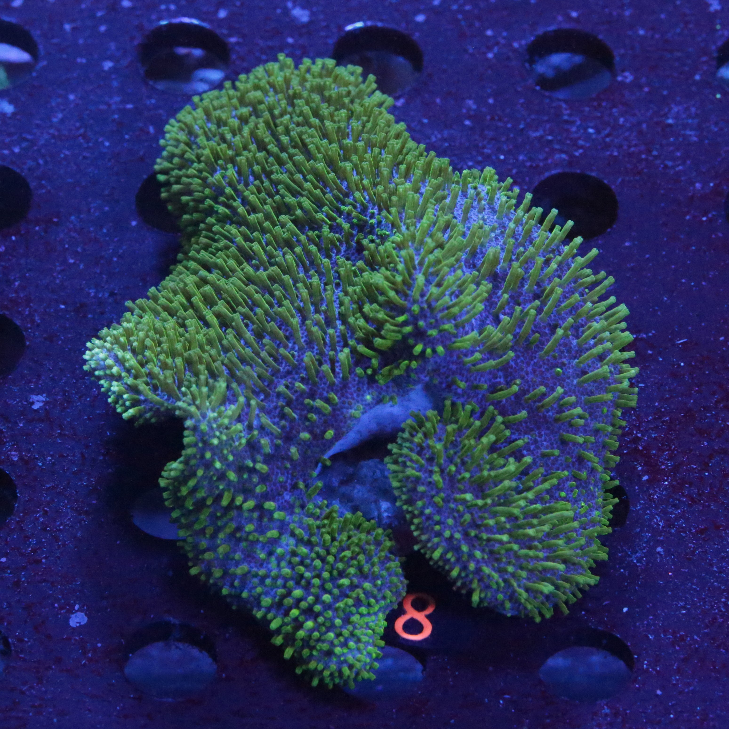 Pilzleder Koralle Grüne Polypen