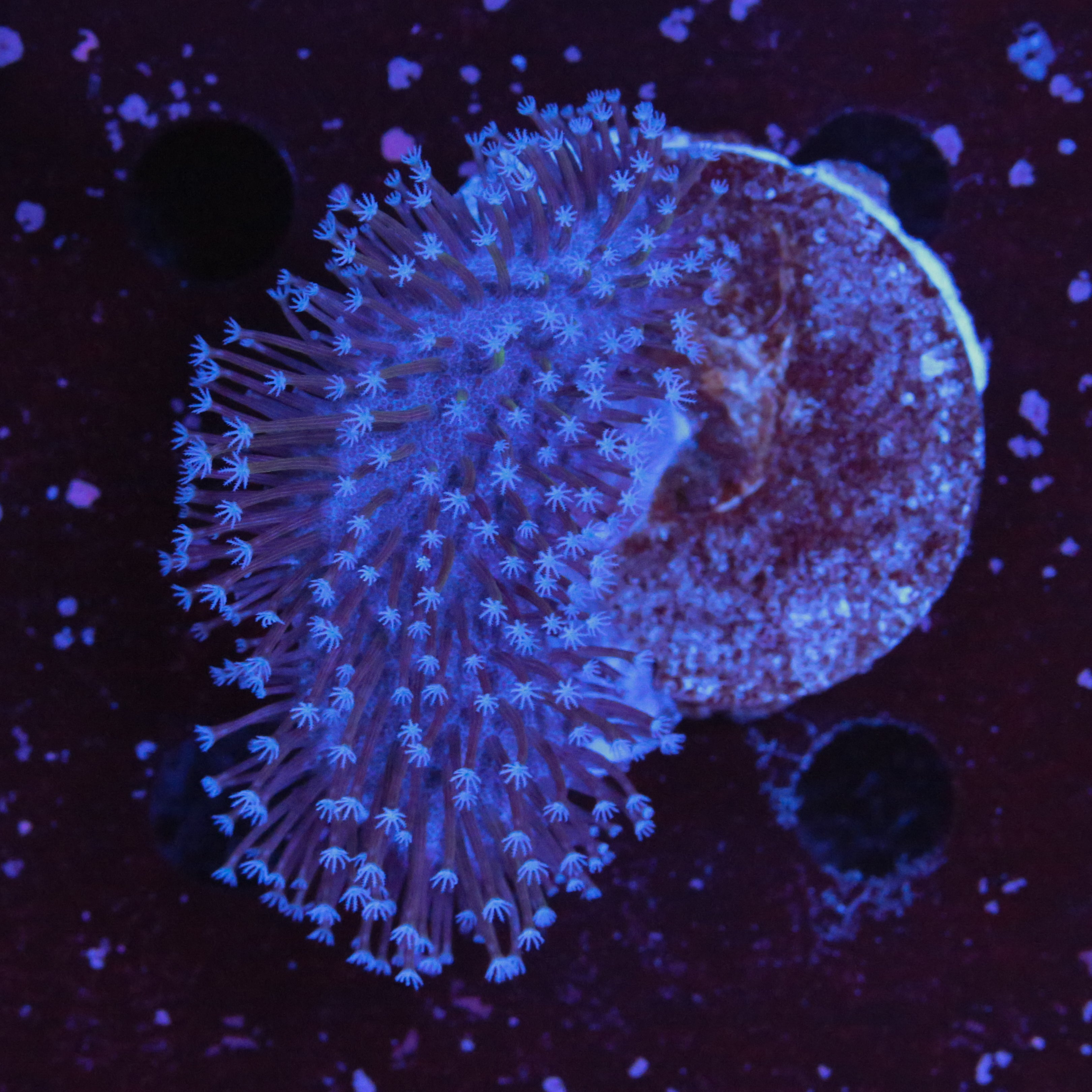 Pilzleder Koralle Weisse Polypen