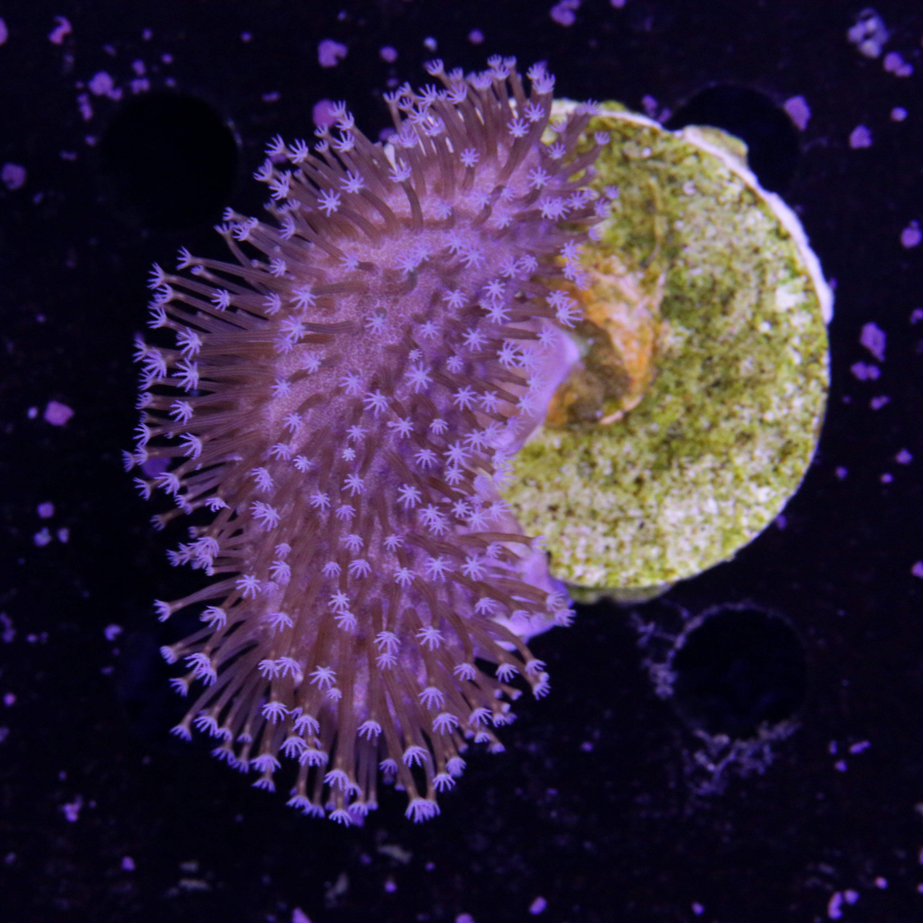 Pilzleder Koralle Weisse Polypen