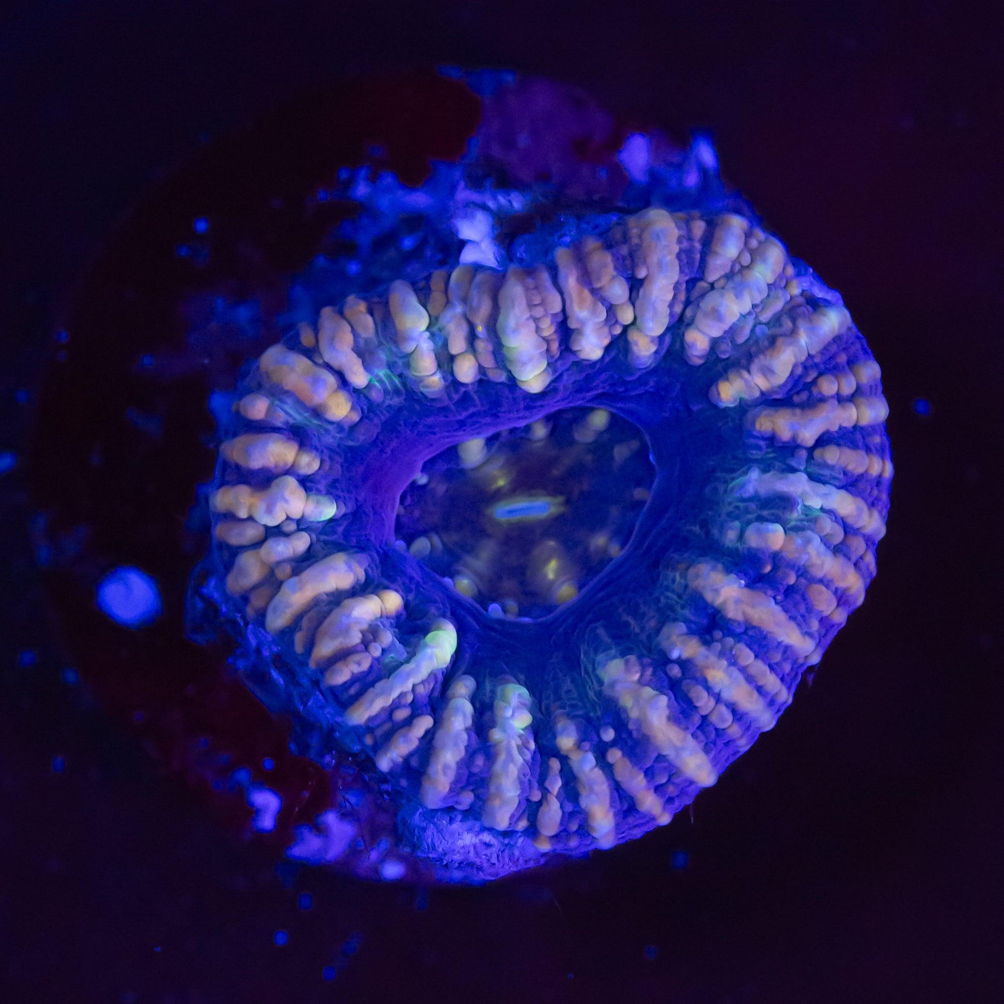 Button Scolymia Blau Orange - Corals4U