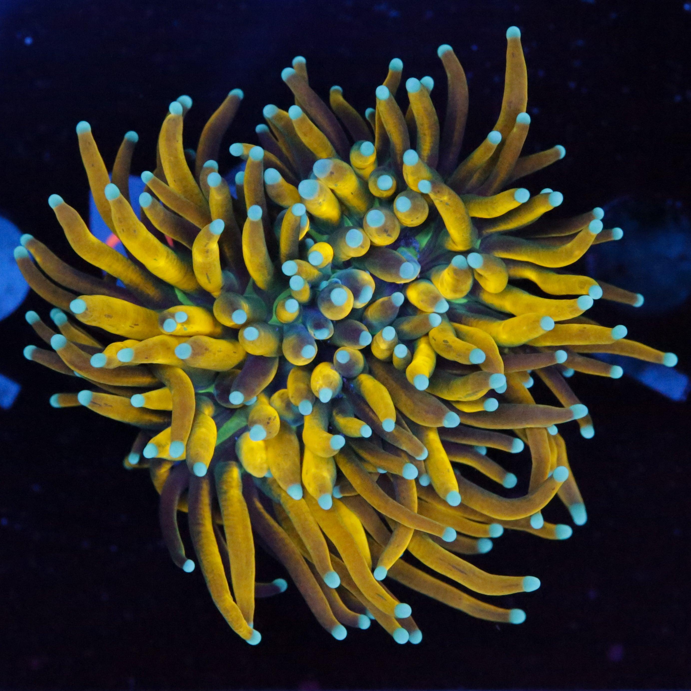 Euphyllia Glabrescens Banana Style - Corals4U