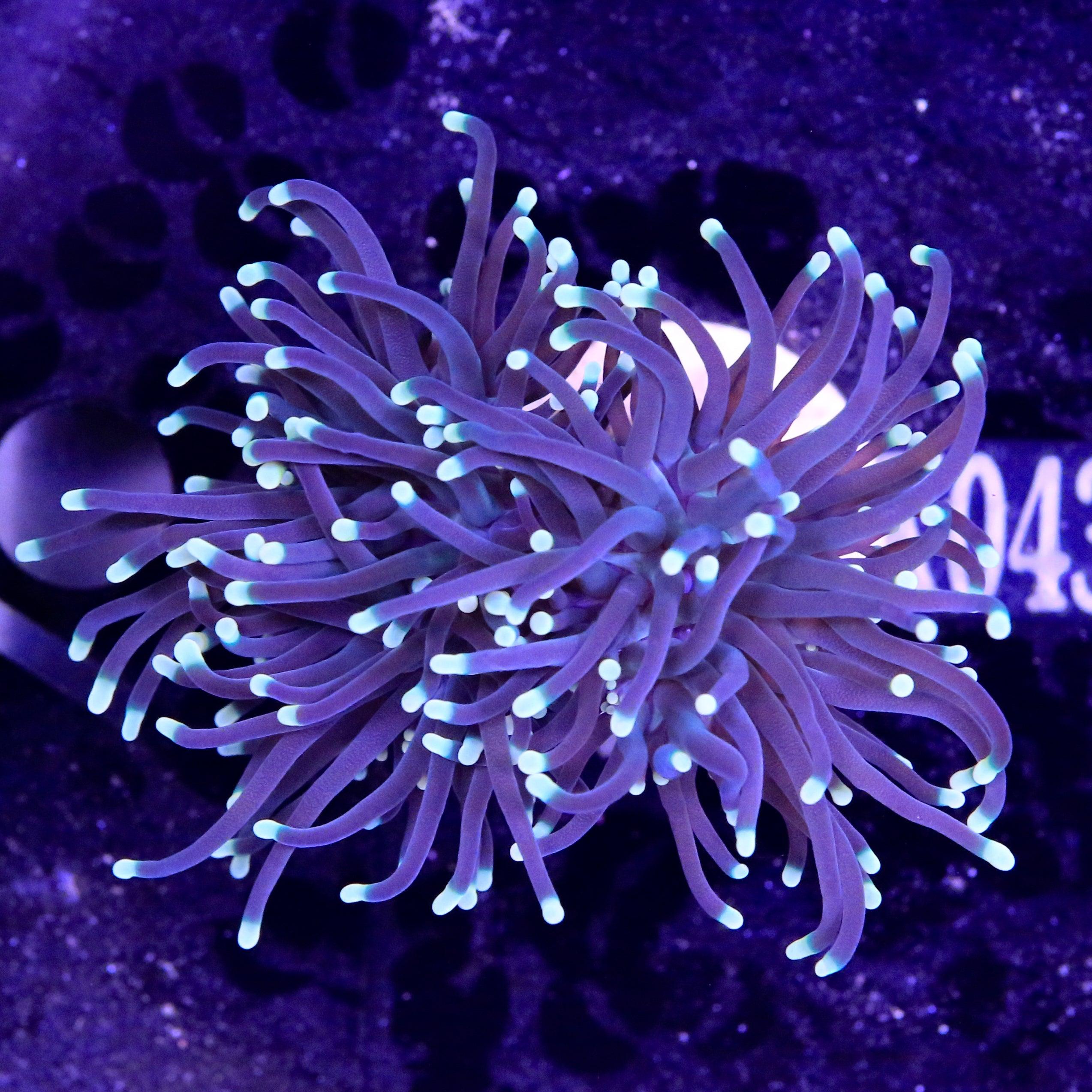 Euphyllia Glabrescens Black Torch - Corals4U