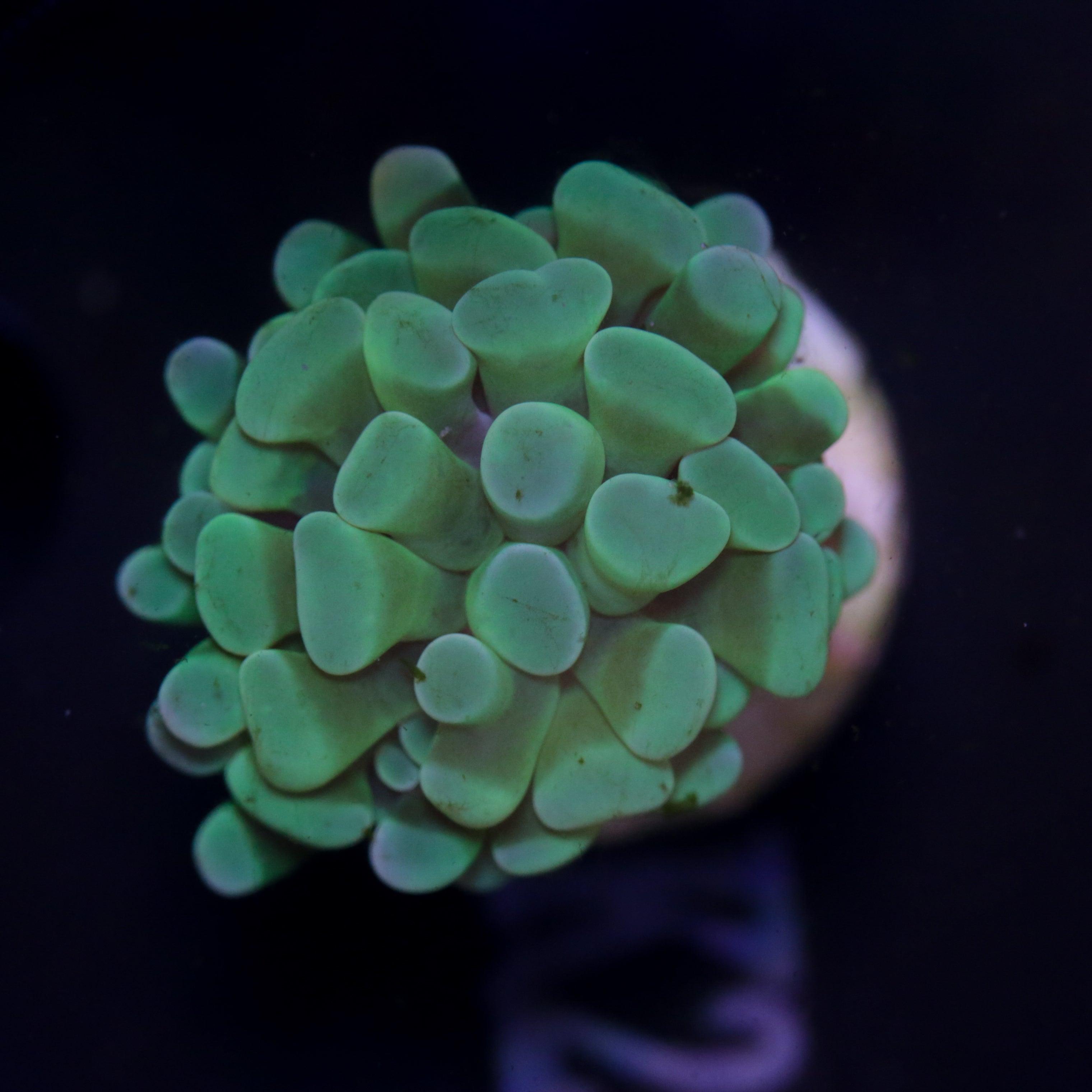 Euphyllia Paraancora Hellgrün - Corals4U