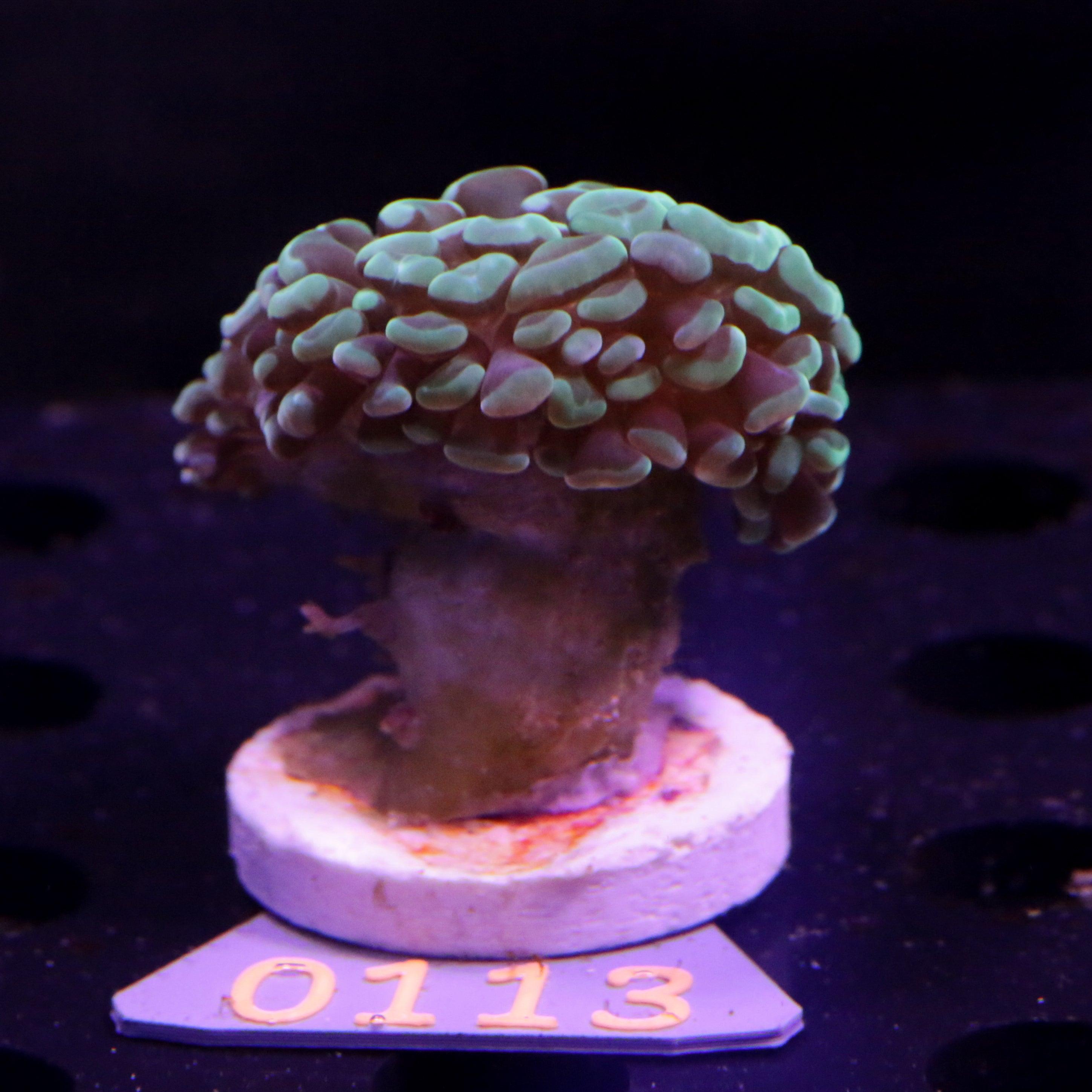Euphyllia Paraancora Mint Grün - Corals4U