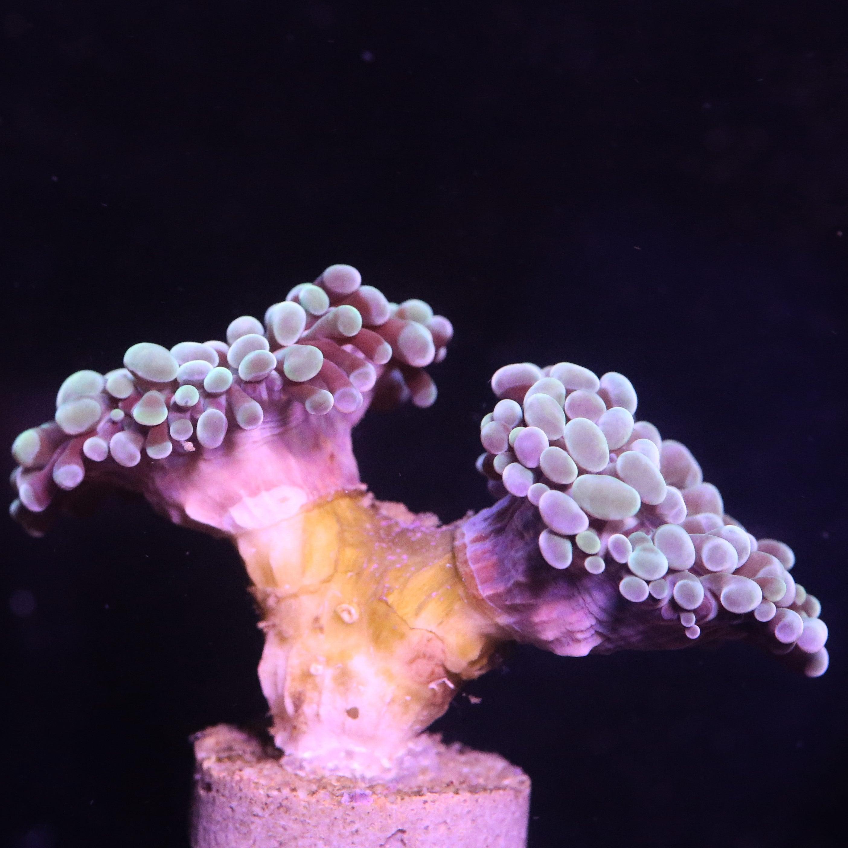 Euphyllia Paraancora Mint Grün türkises Center - Corals4U