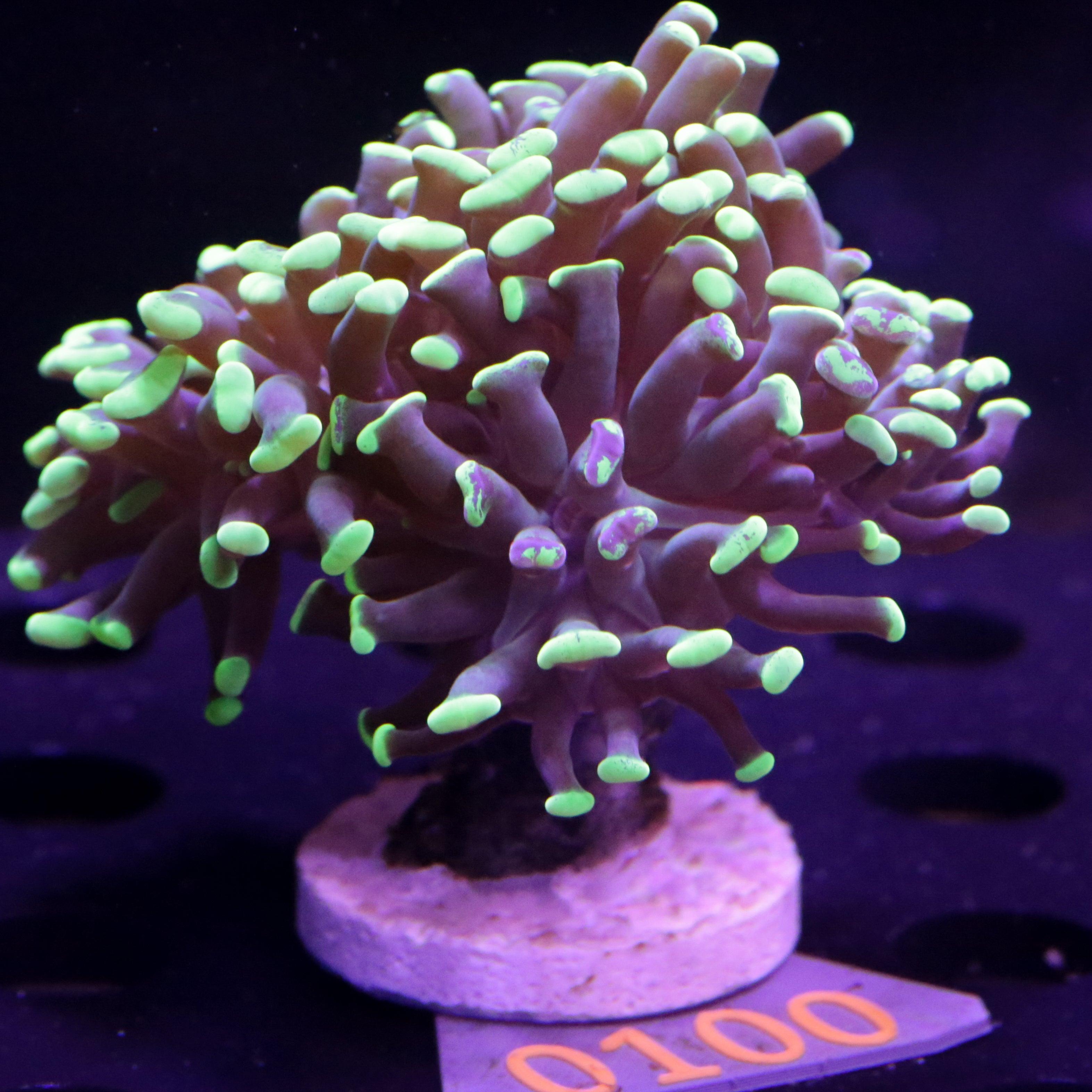 Euphyllia Paraancora zweifarbig - Corals4U