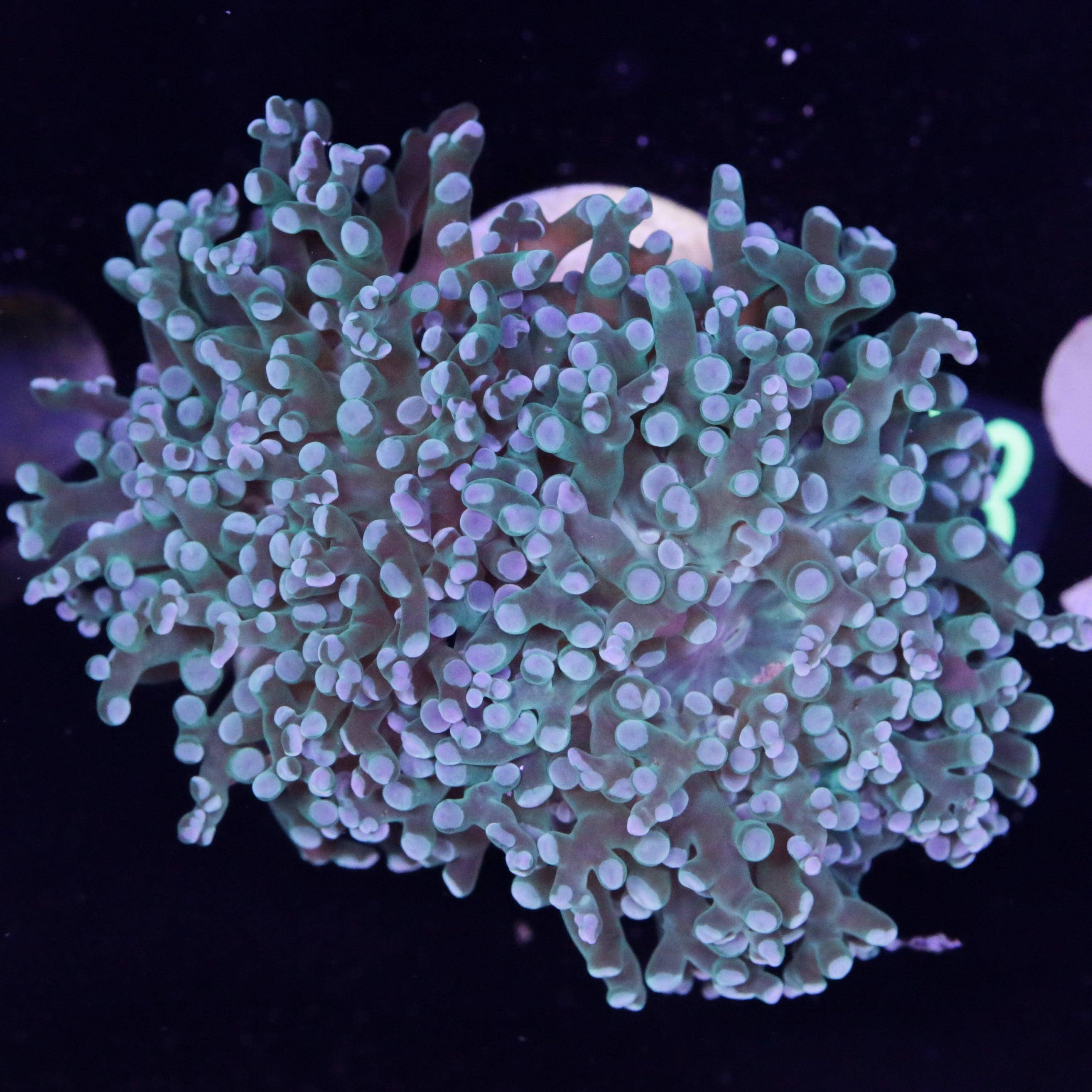 Euphyllia Paradivisa Grün 2 Köpfe - Corals4U