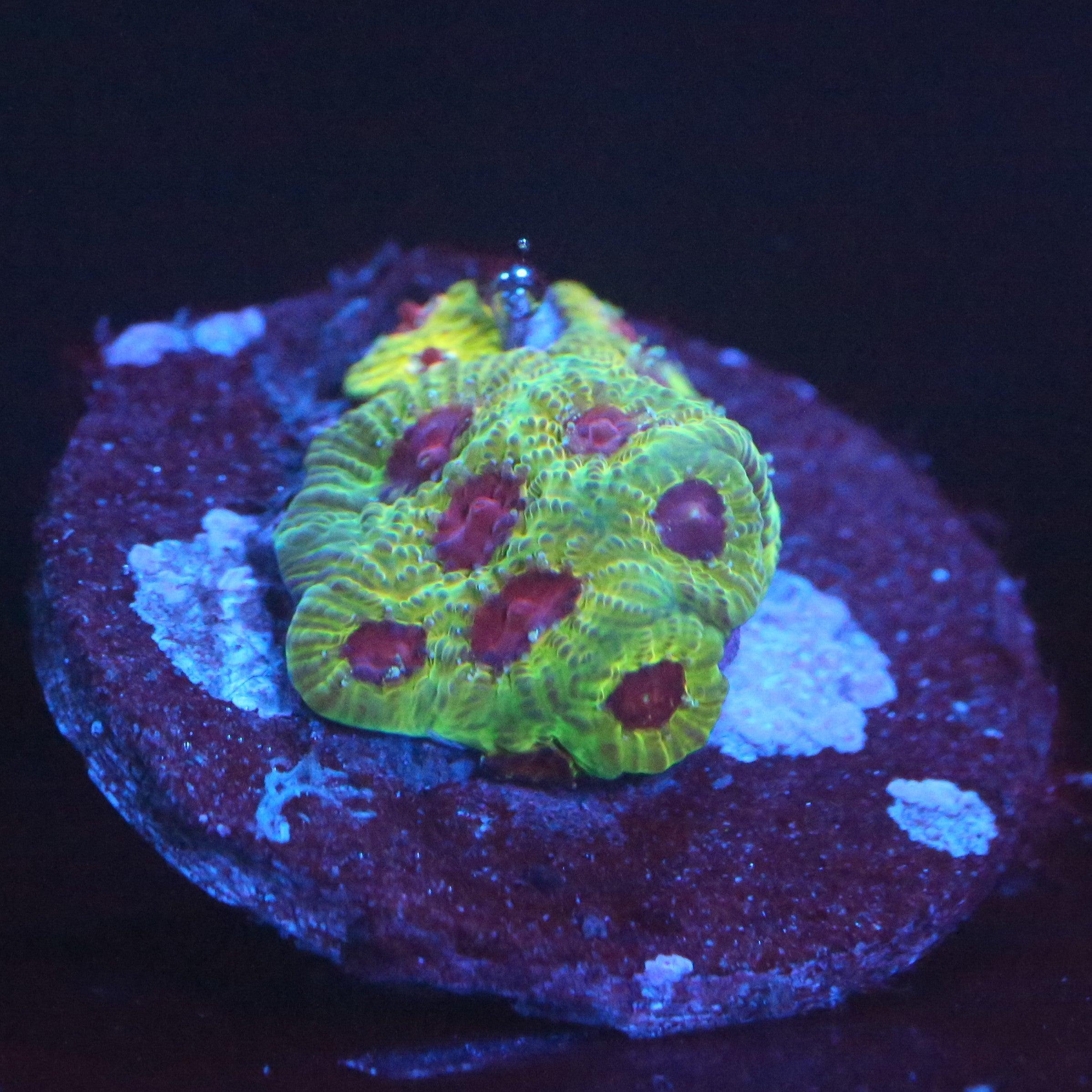 Favia Fascination - Corals4U