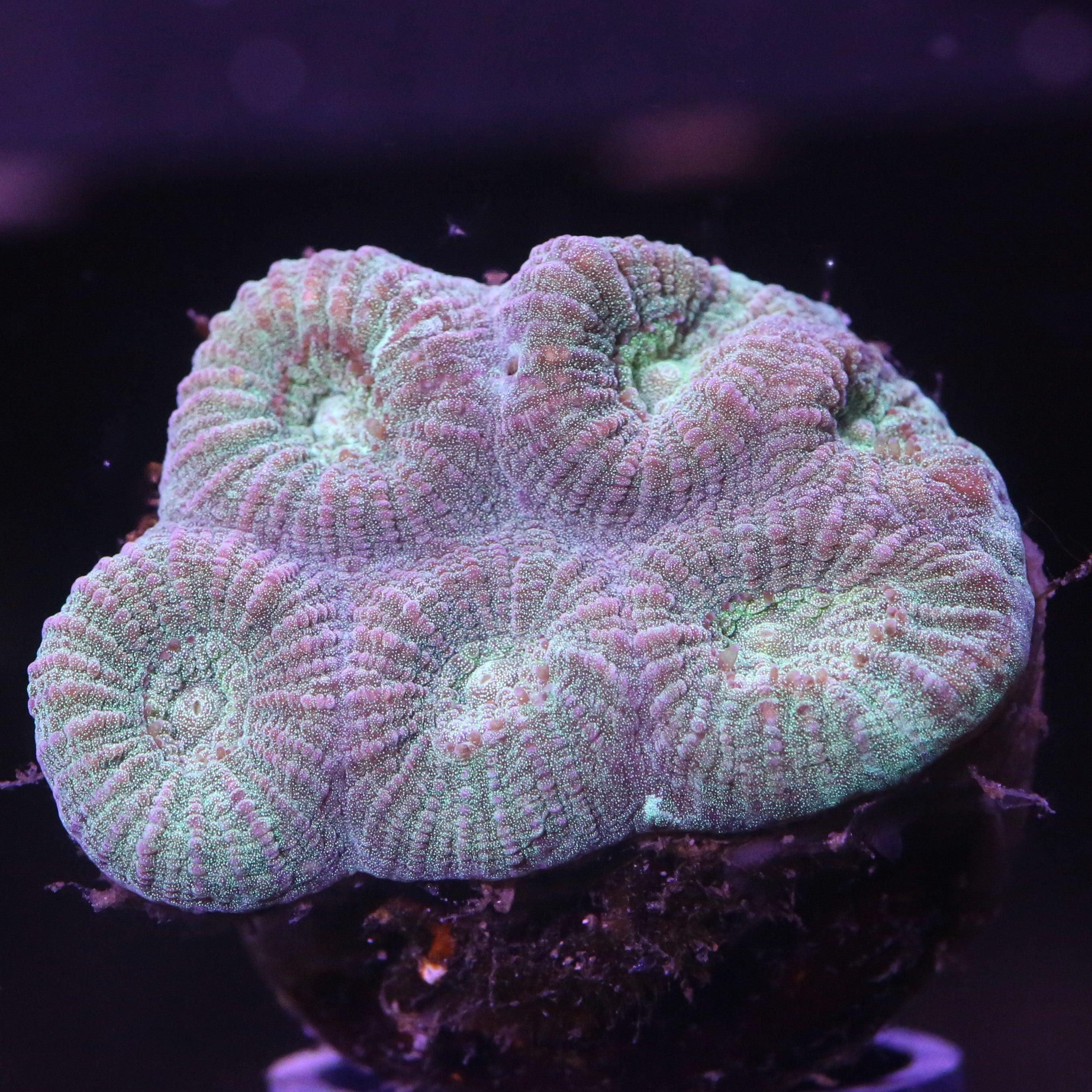 Favia Green Tone - Corals4U