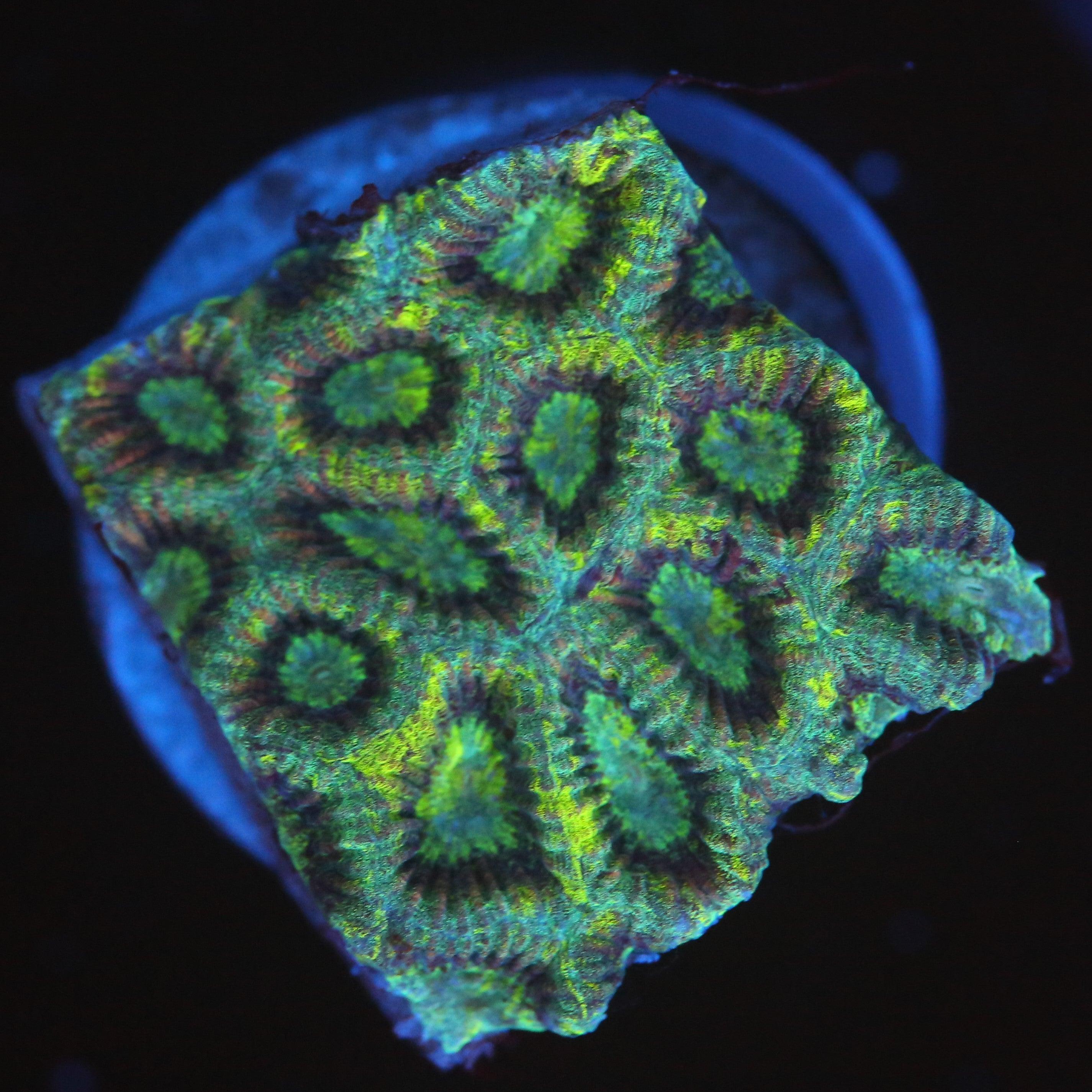 Favia/Favites 3-farbig - Corals4U