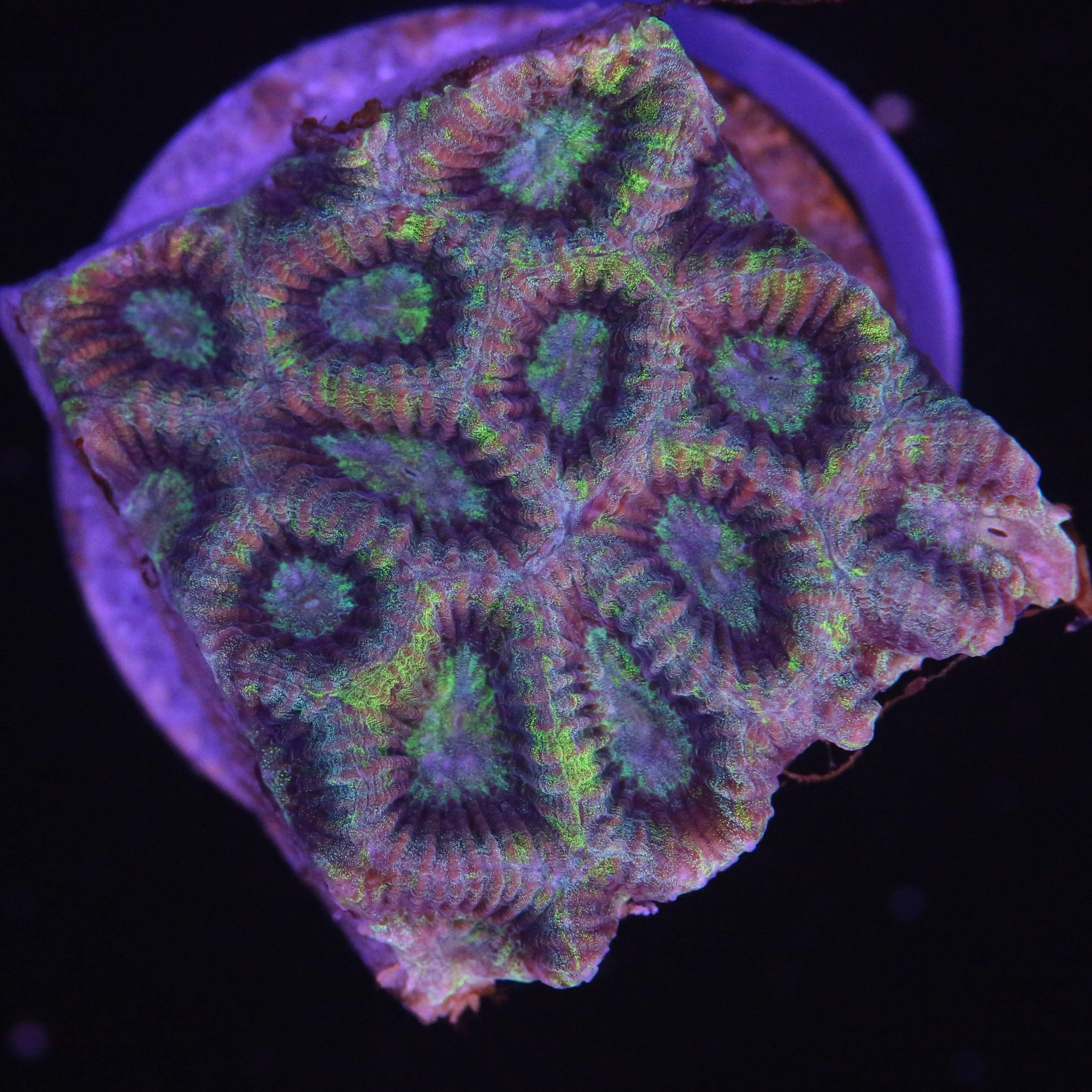 Favia/Favites 3-farbig - Corals4U