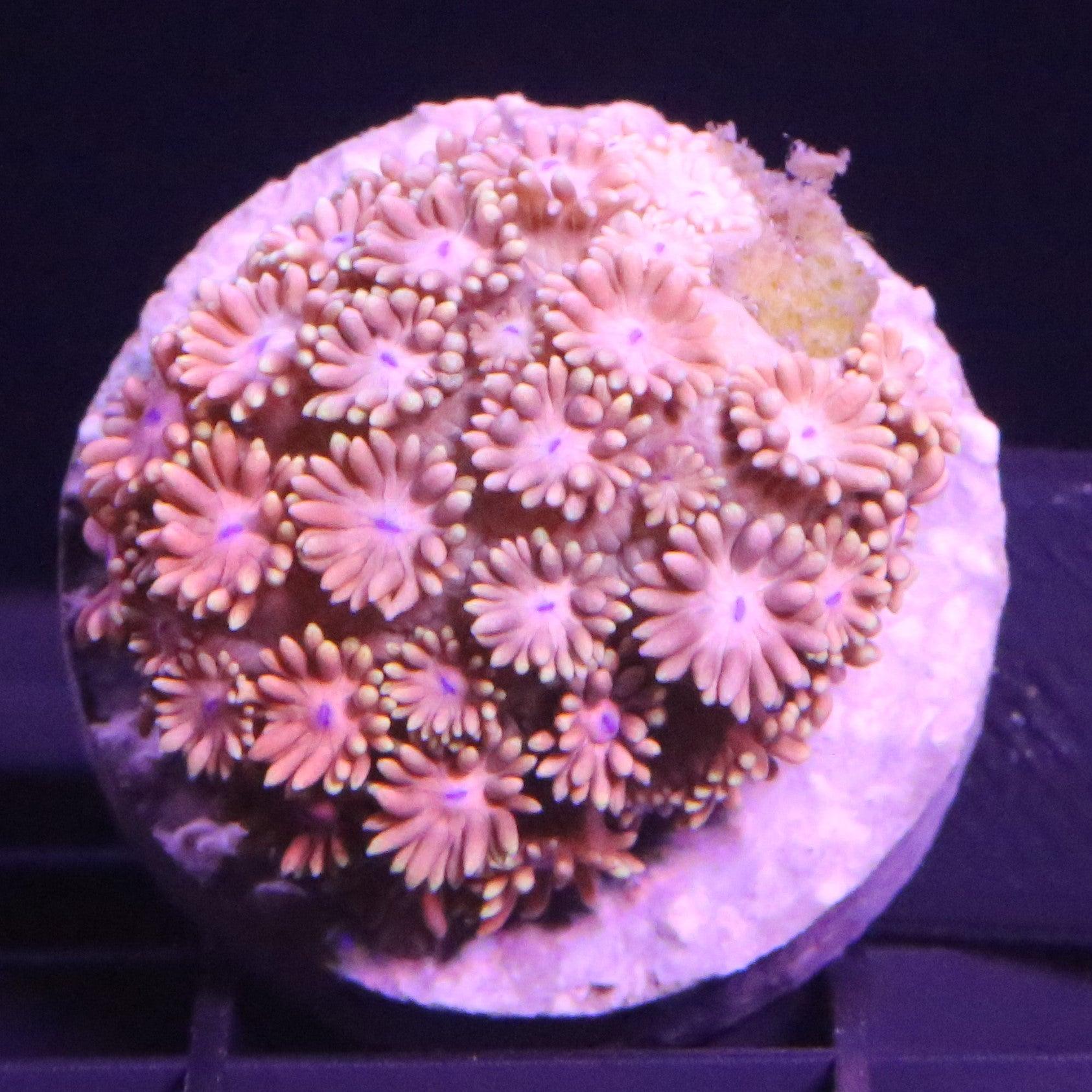 Goniopora Ultra Rot - Corals4U