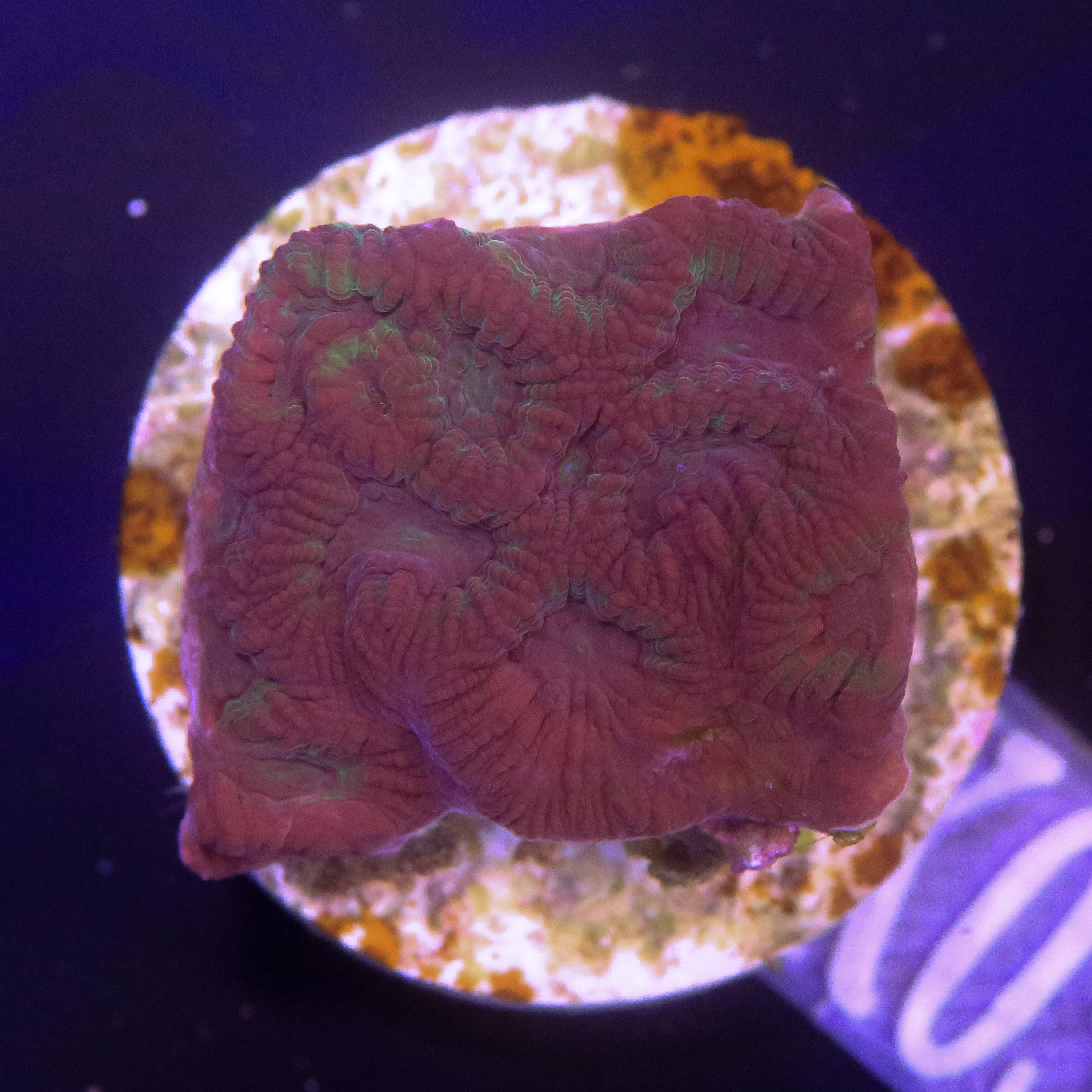 Favia/Favites Rot mit Grün/Gelb - Corals4U