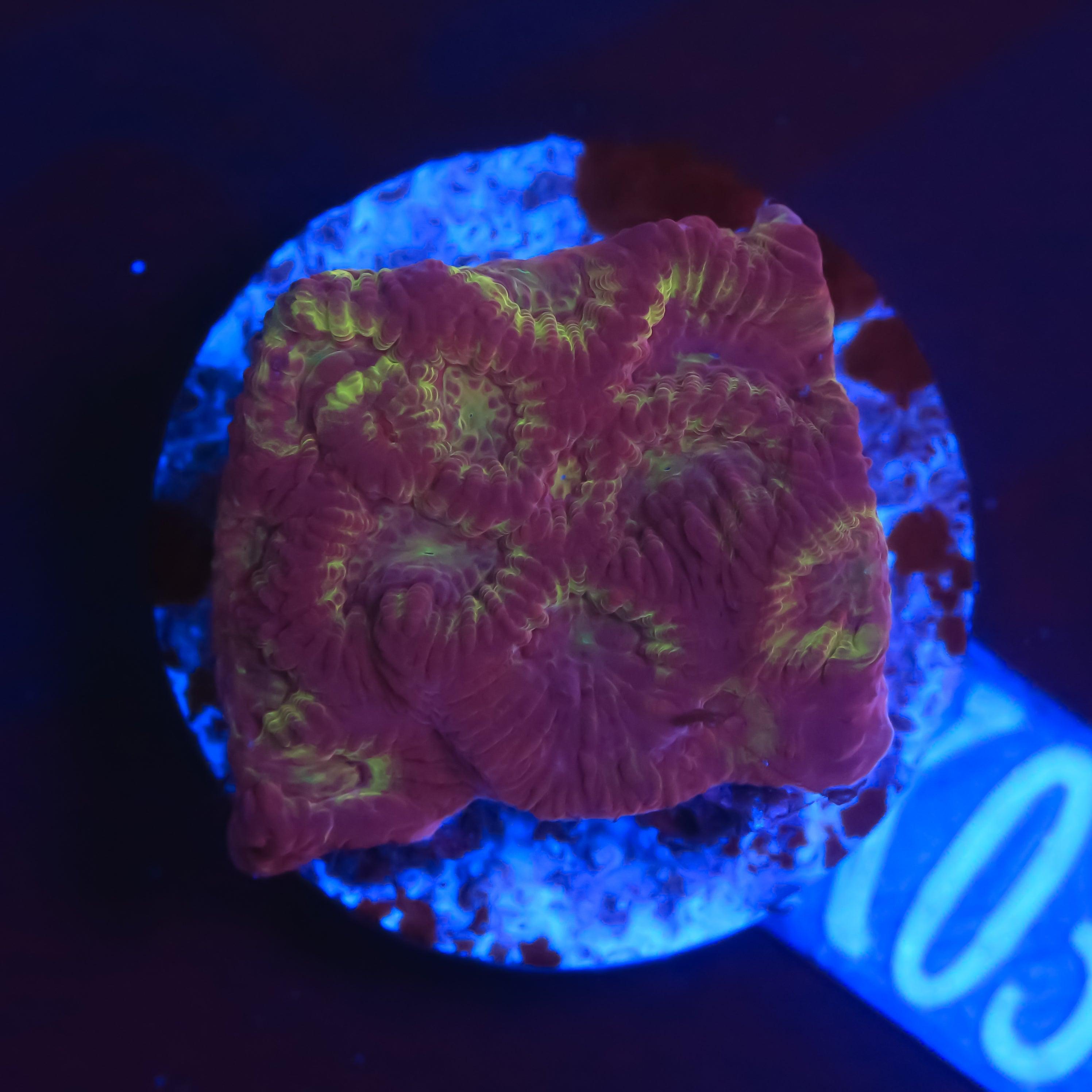 Favia/Favites Rot mit Grün/Gelb - Corals4U