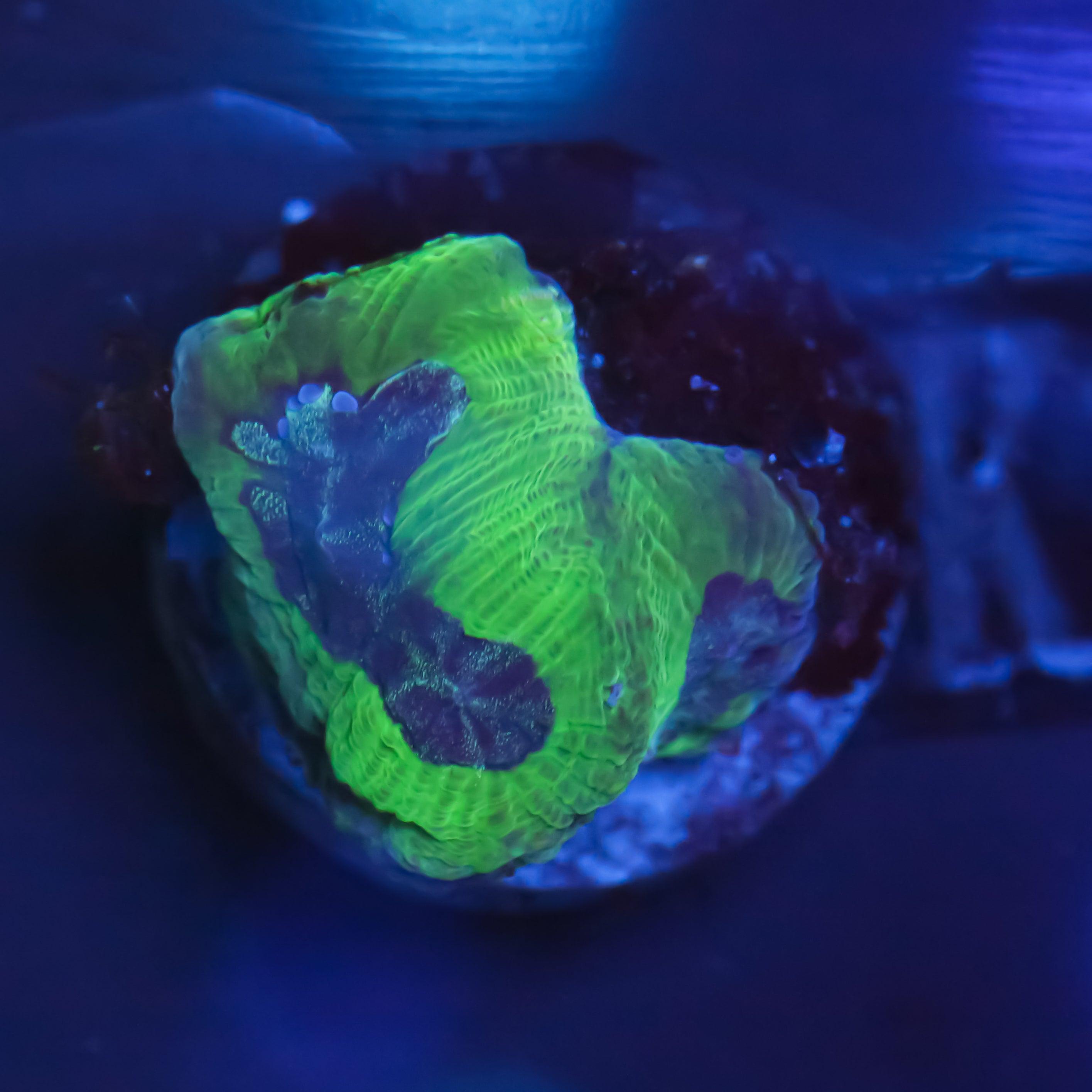 Platygyra Blau/Grün - Corals4U