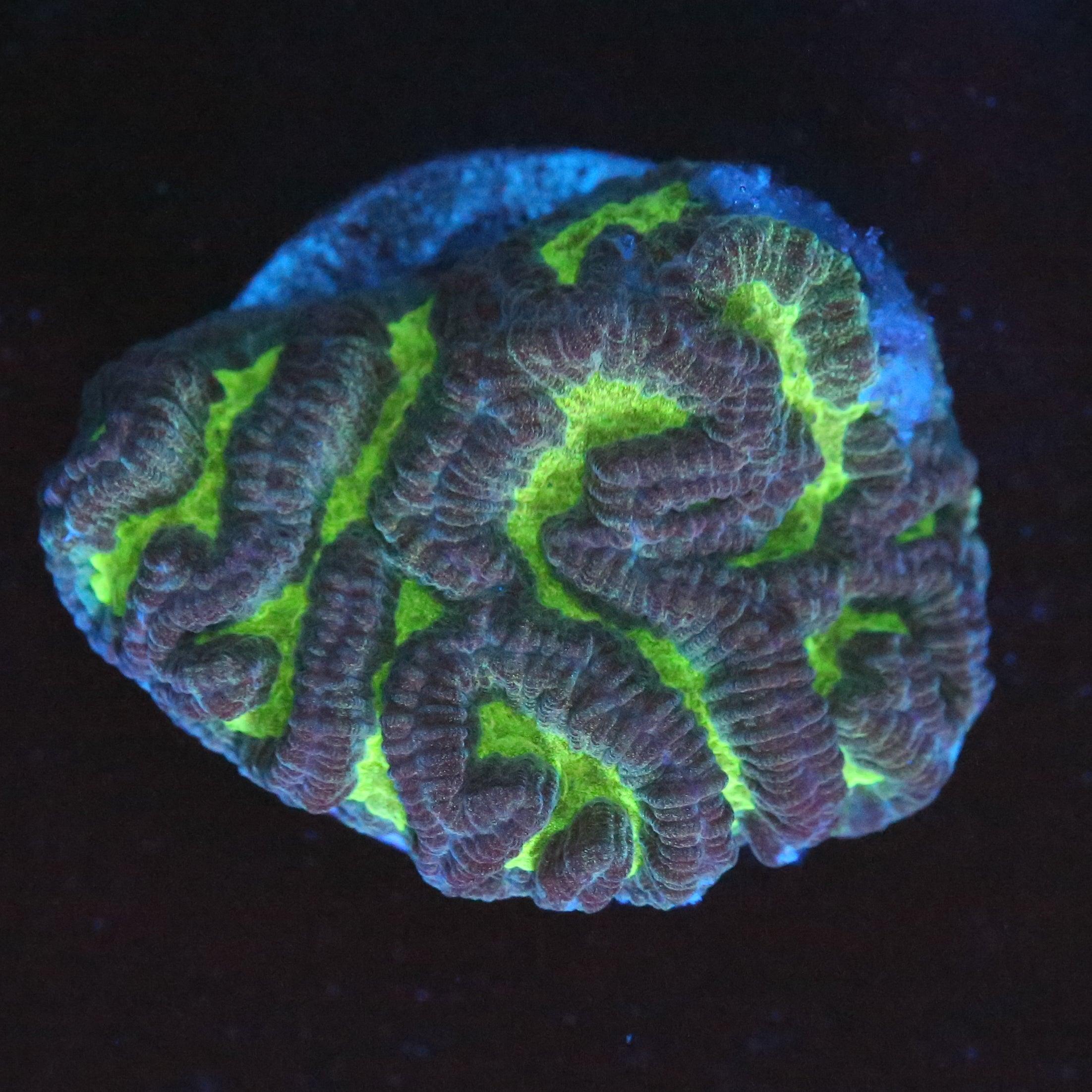 Platygyra Grün - Corals4U