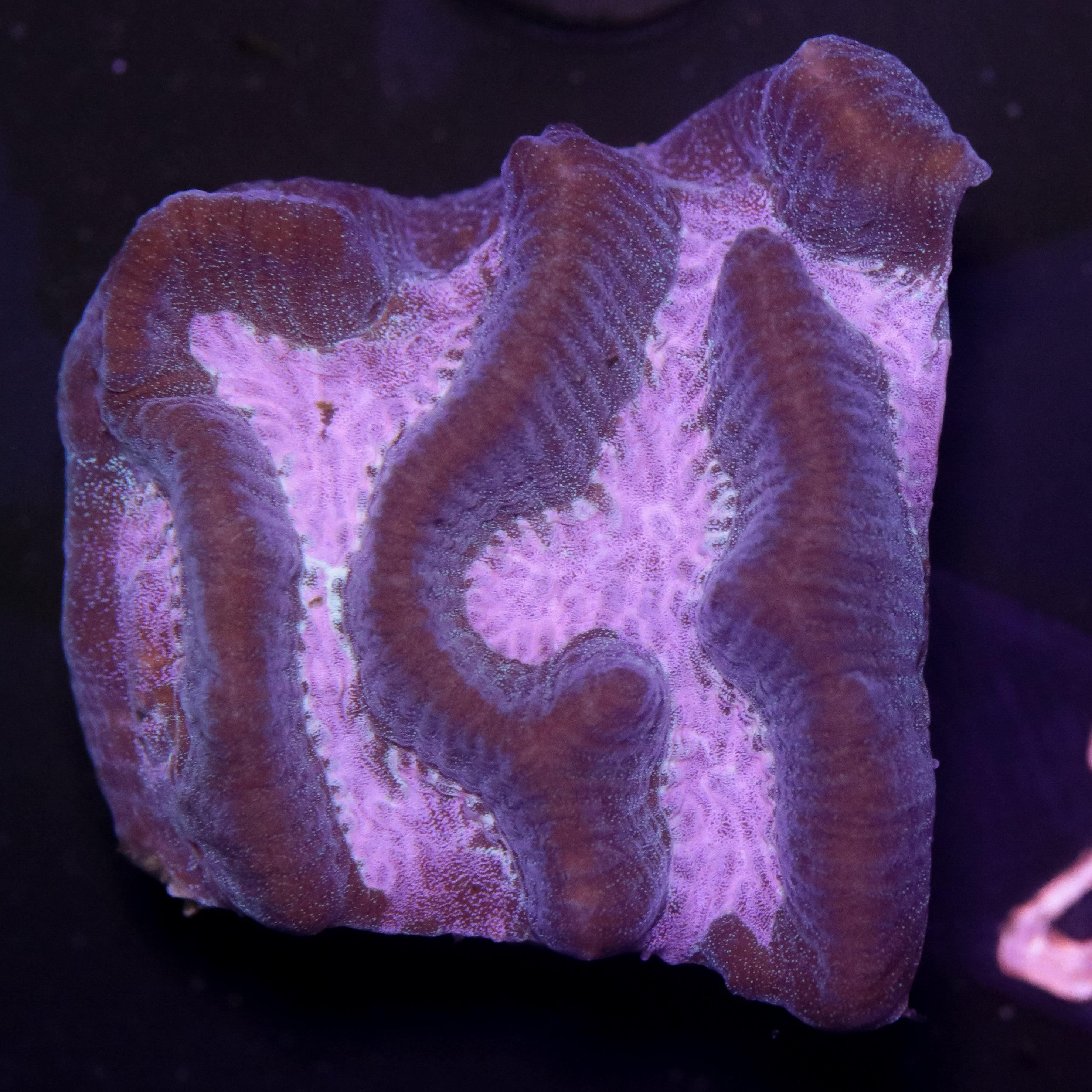 Platygyra Grün Grün/Pink - Corals4U