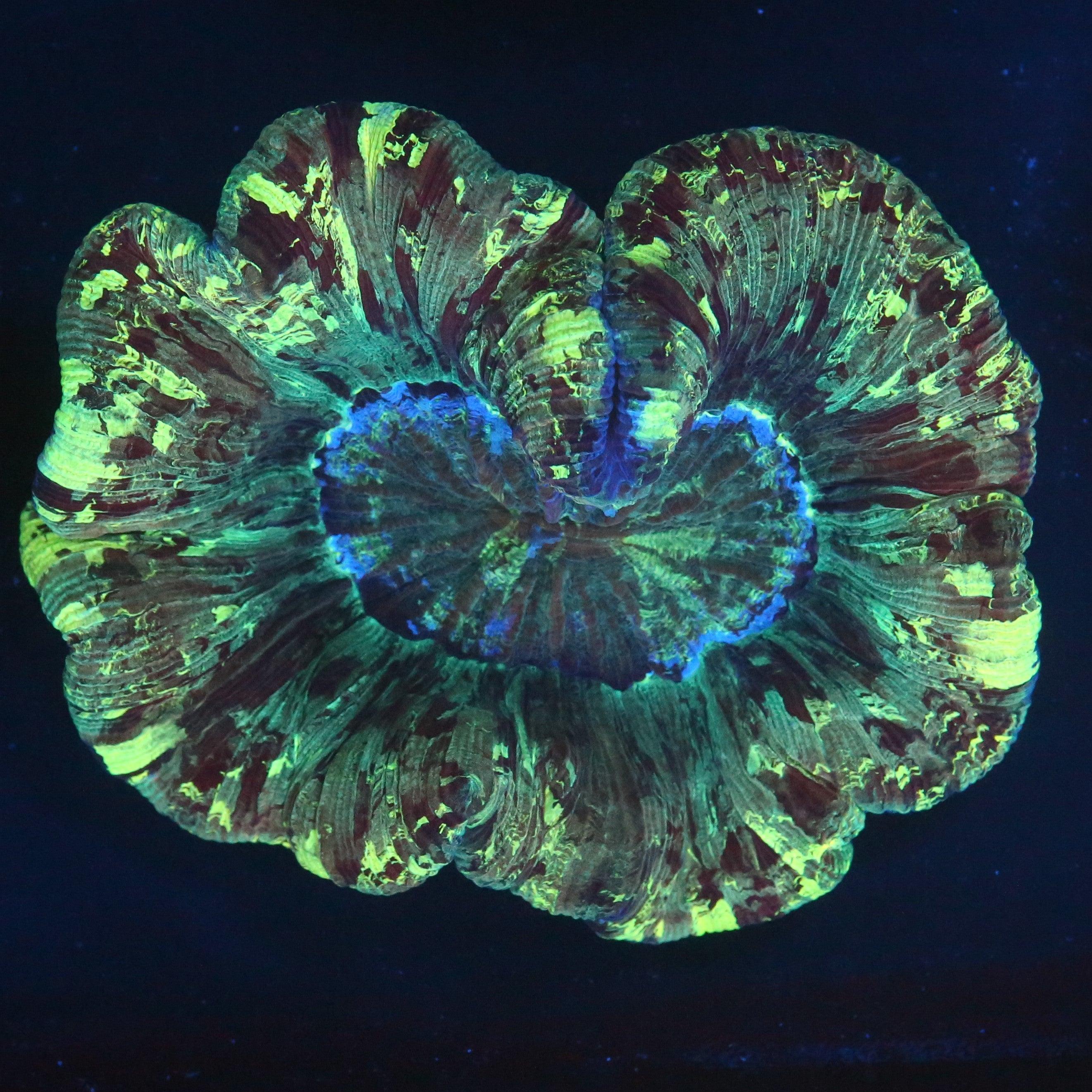 Trachyphyllia geoffroyi Multicolor - Corals4U