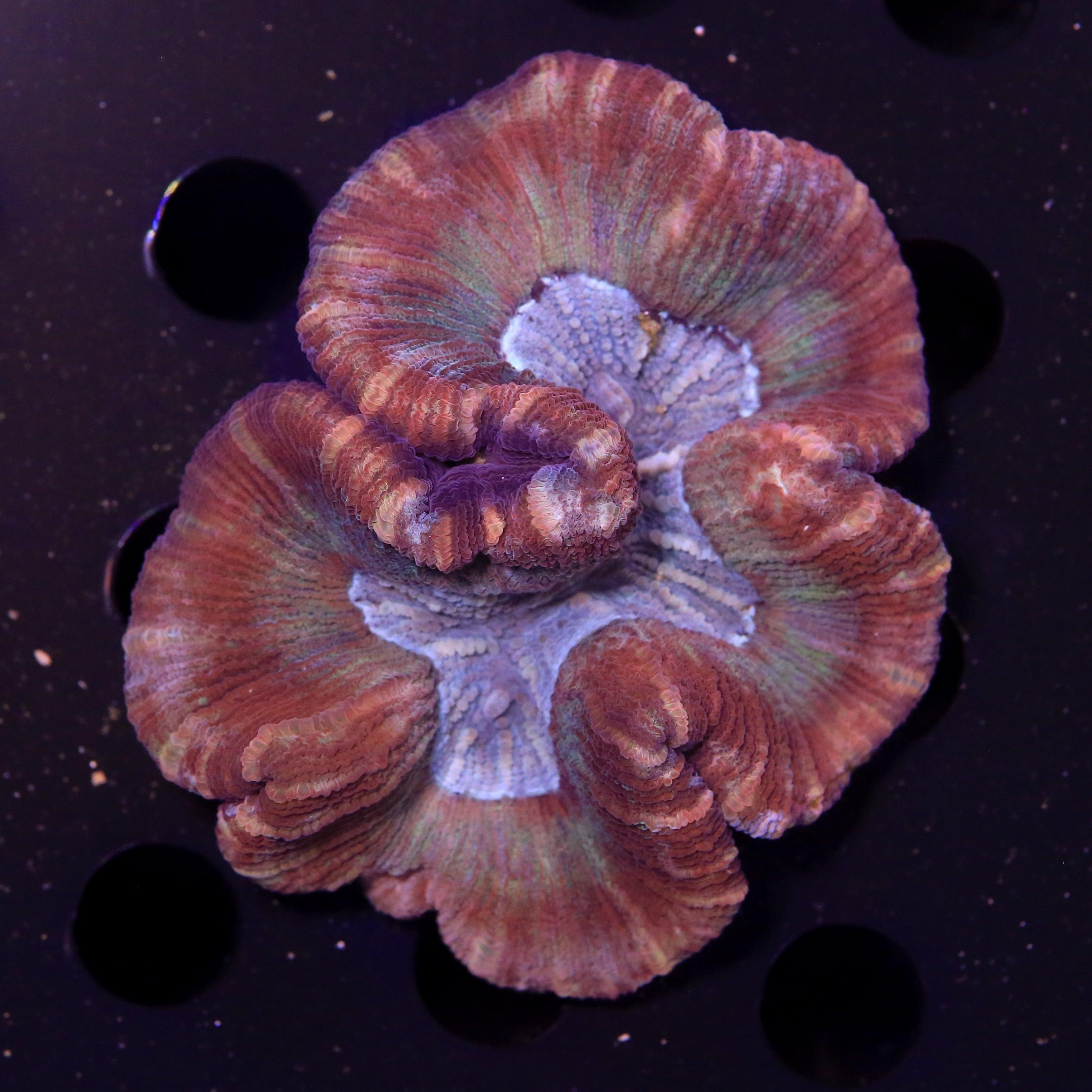 Trachyphyllia Multicolor - Corals4U