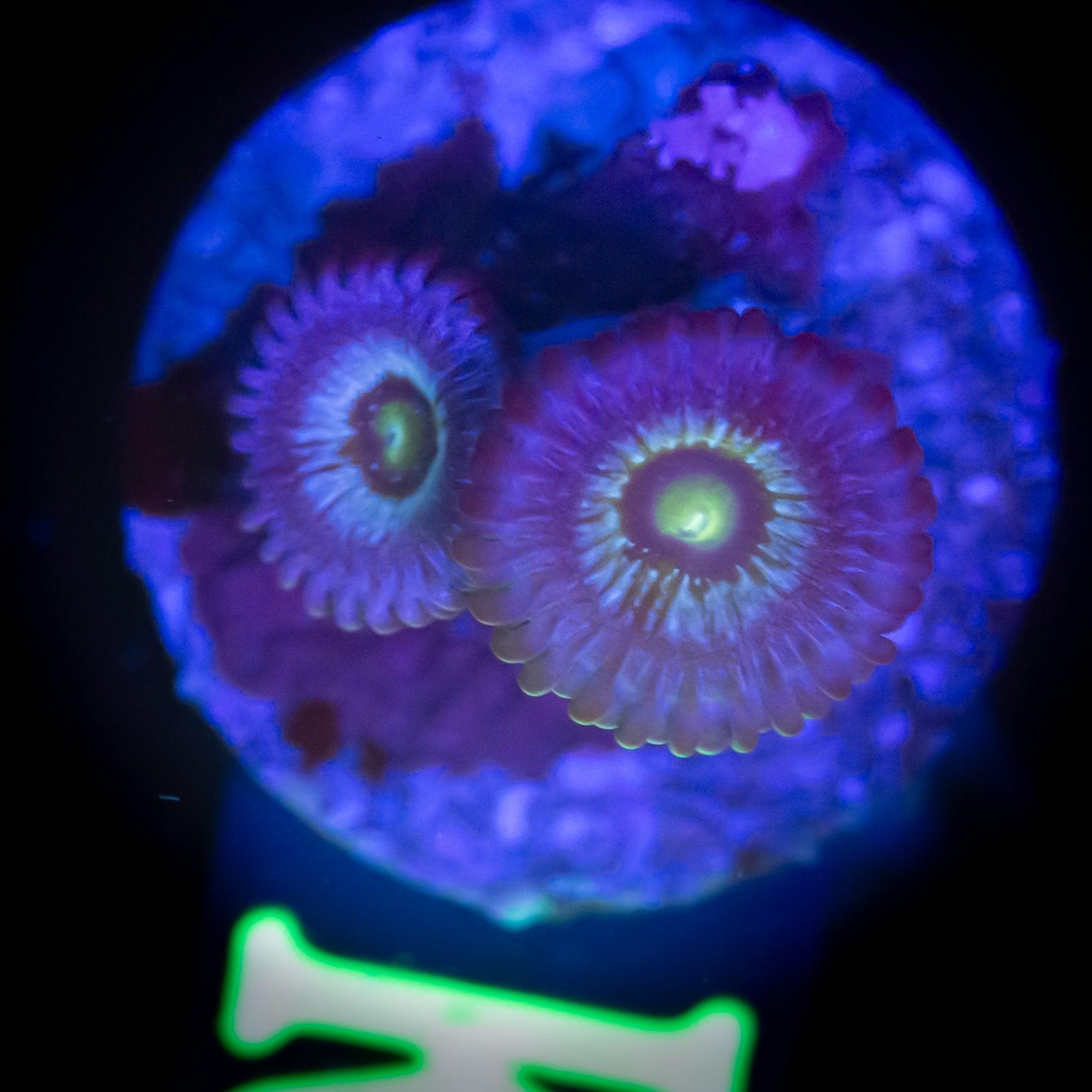 Zoanthus Frozen Nebula - Corals4U