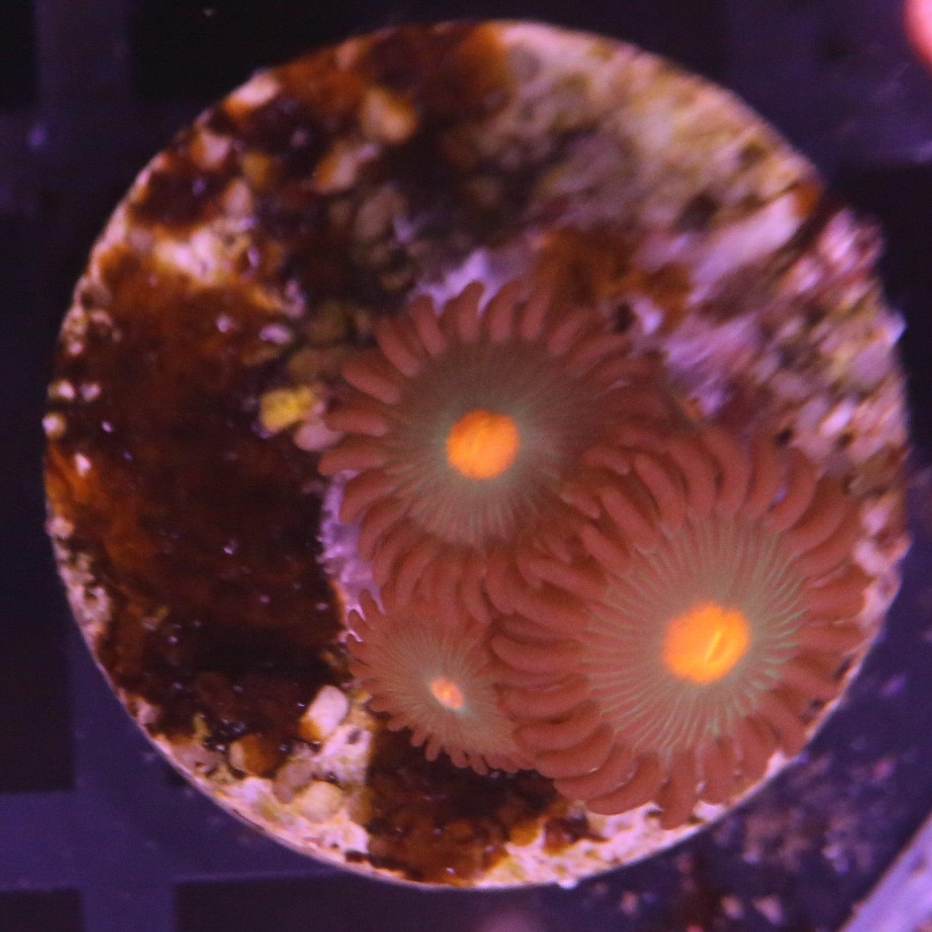 Zoanthus Grün Gelb - Corals4U