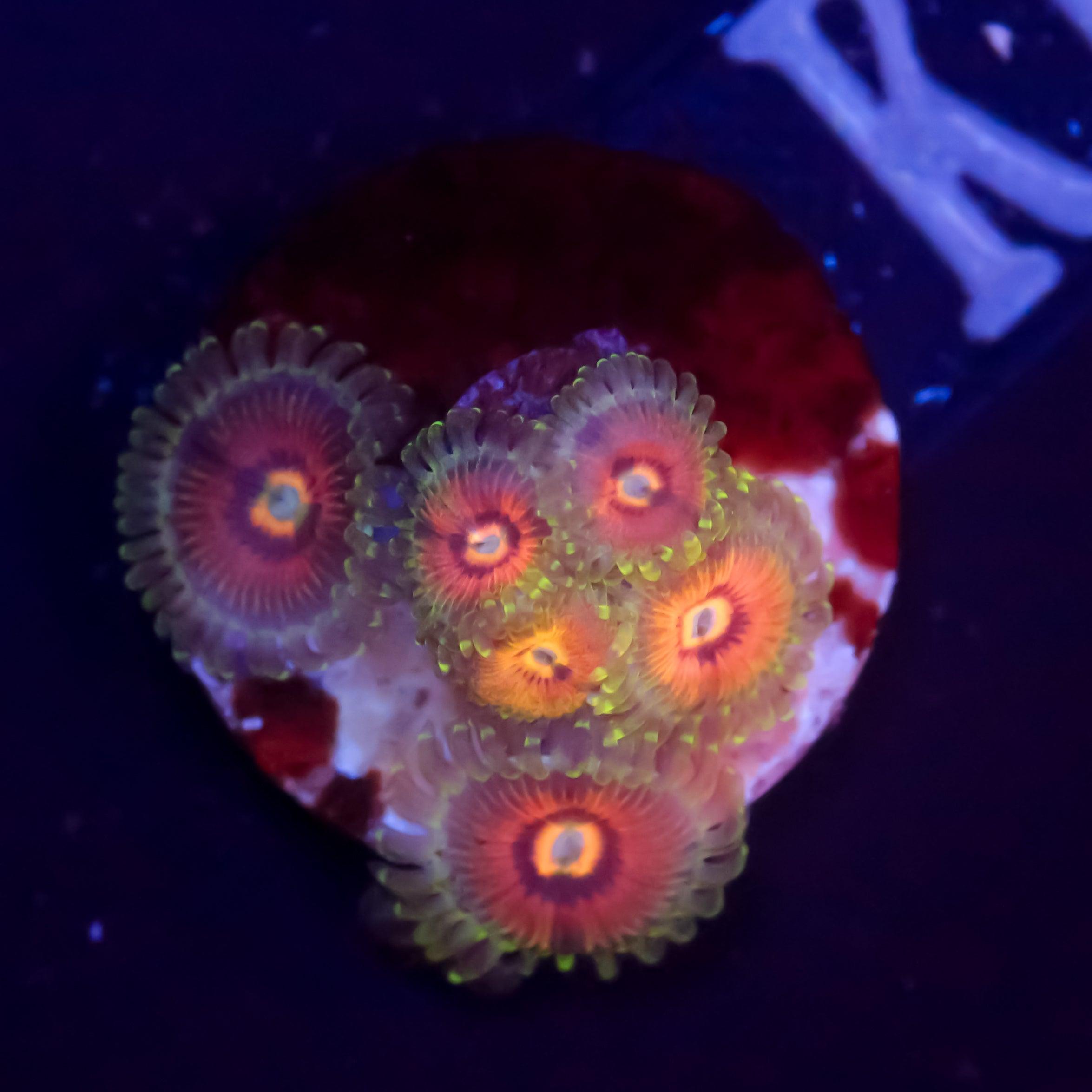 Zoanthus Rainbow Incinerator - Corals4U
