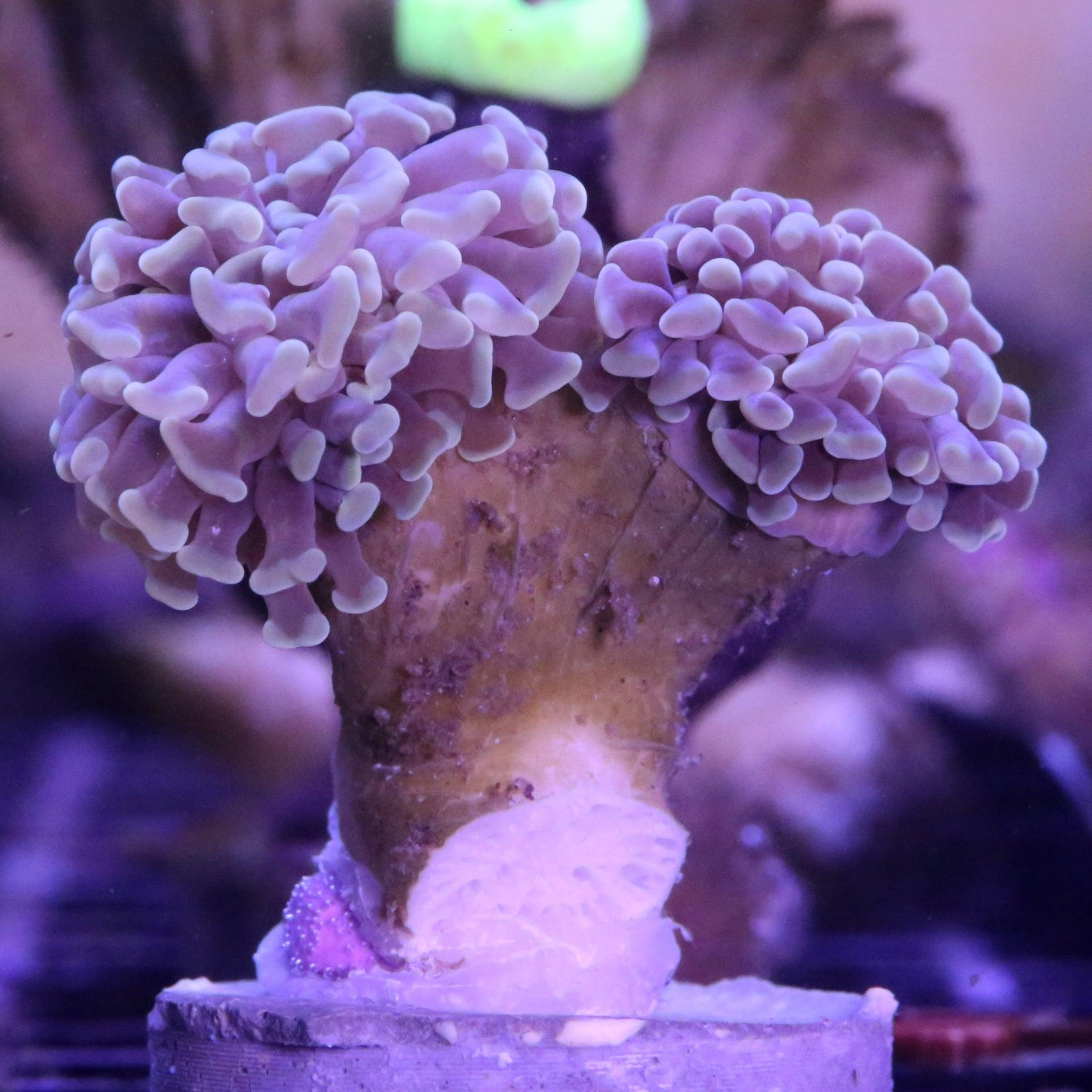 Euphyllia Paraancora Grün Gräulich - Corals4U